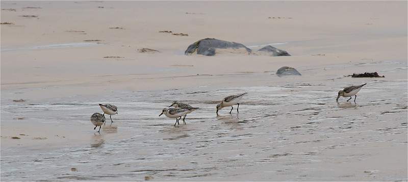 Sanderlings_David Pryke_Open.jpg - Knots-Open