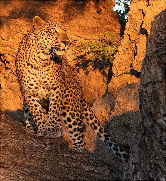 leopard evening light_Michael Bamford_Open.jpg - Leopard -evening light_michael bamford_open.jpg 