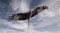 Red Kite_Julie Browne_Open