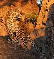 leopard evening light_Michael Bamford_Open
