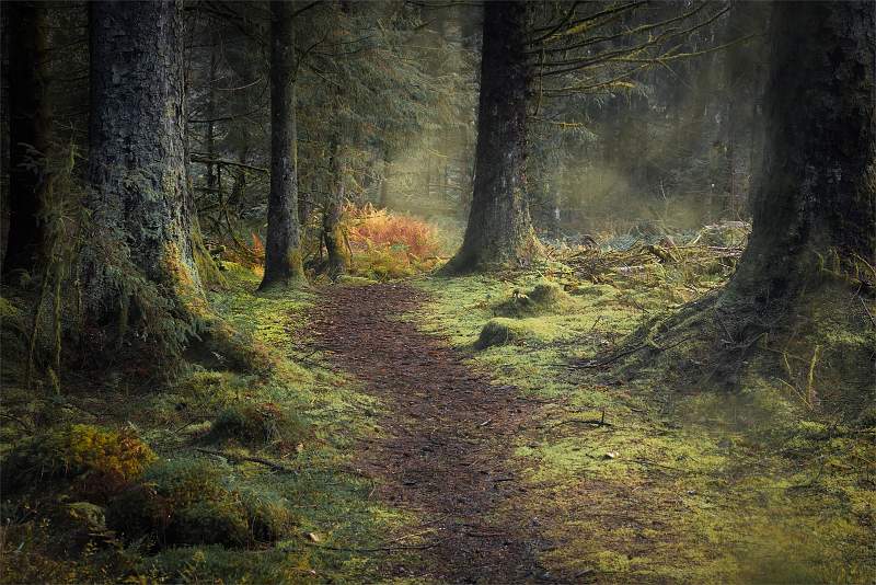 Autumn Path into the Forest_Kevin Williams_open.jpg