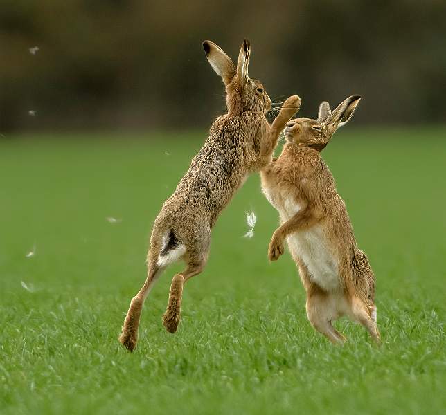 Fur Fly_Stephen Harper_Red_Open.jpg