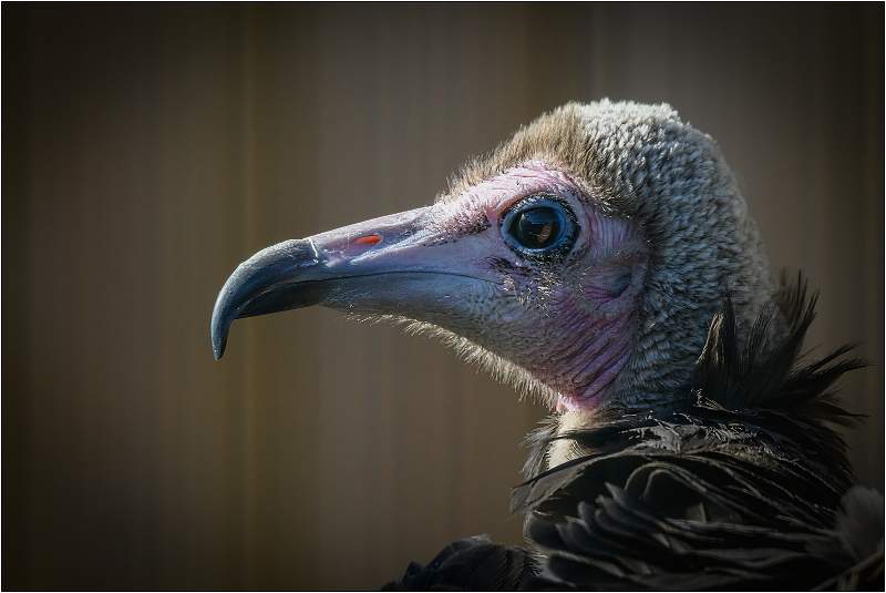 Hooded Vulture Portrait_Matt Clarke_Open.jpg - Hooded Vulture Portrait