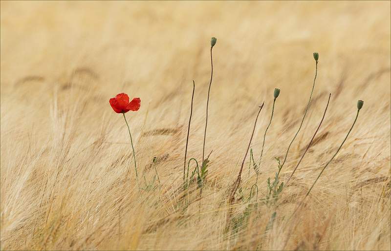 Poppy in the Barley_michael bamford_set.jpg - Poppy in the Barley_michael bamford_set.jpg
