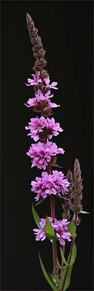 Purple Loosestrife_David Pryke_Open.jpg - Red - Open