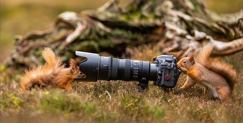 Red Squirrel photoshoot_Kevin Williams_set.jpg