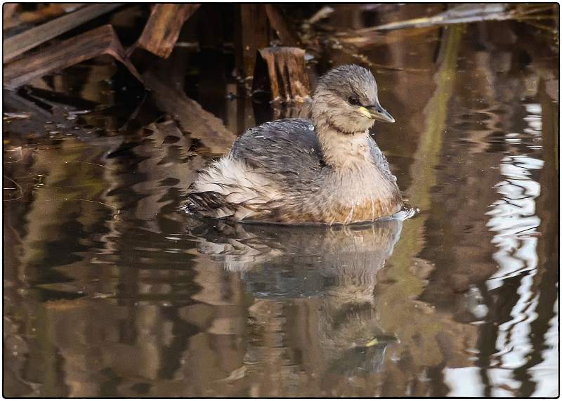 little grebe jim walker.open dpi comp2.jpg