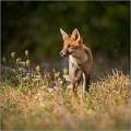 Alert Red Fox_Matt Clarke_Set