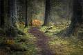 Autumn Path into the Forest_Kevin Williams_open
