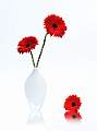 Gerberas_Malcolm Bumstead_Set