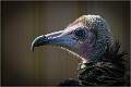 Hooded Vulture Portrait_Matt Clarke_Open