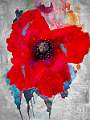 Red Poppy_Graham Stacey_Set