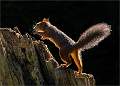 Red Squirrel_Julie Browne_Set