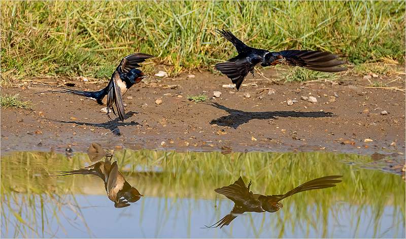 Nest Repair_JulieBrowne_Open.jpg - Open