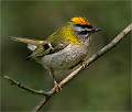 Firecrest_Julie Browne_Open