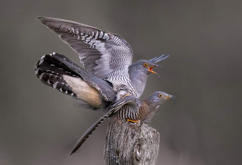 Cuckoos Mating_kevinWilliams_open.jpg