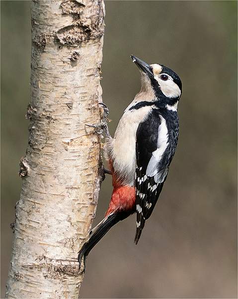 Greater Spotted Woodpecker_Julie Browne_Open.jpg - Open