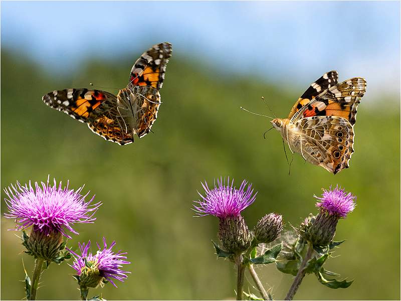 Summer Painted Ladies_Julie Browne_Open.jpg - Open