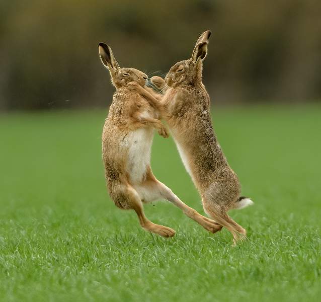 The Shove_Stephen Harper_Something in the Kitchen_Open.jpg