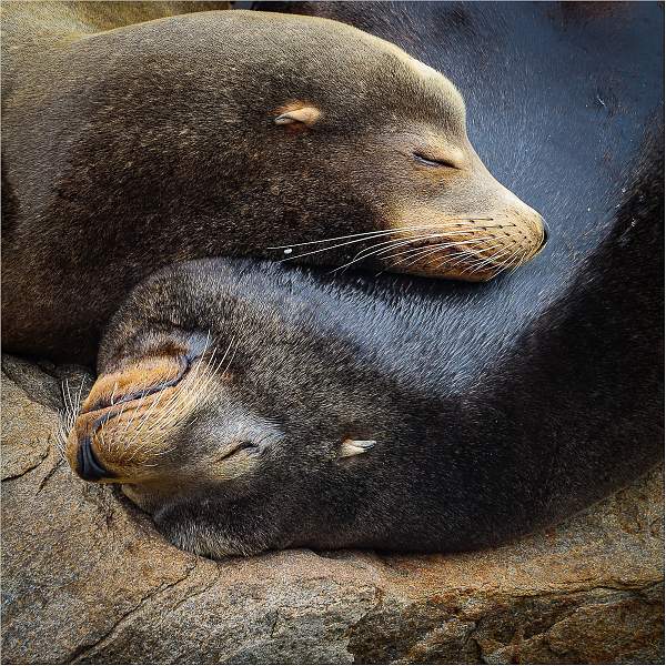 _dennis kell_open.jpg - Happiness is a California Sea Lion