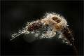 Reed Mace 1_Matt Clarke_Open