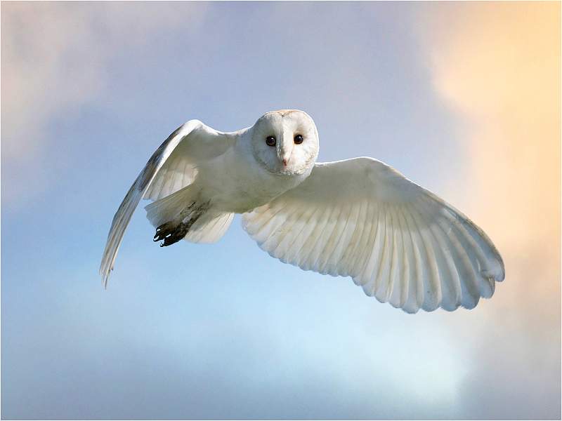 Evening Barn Owl _Julie Browne_Open.jpg - Open
