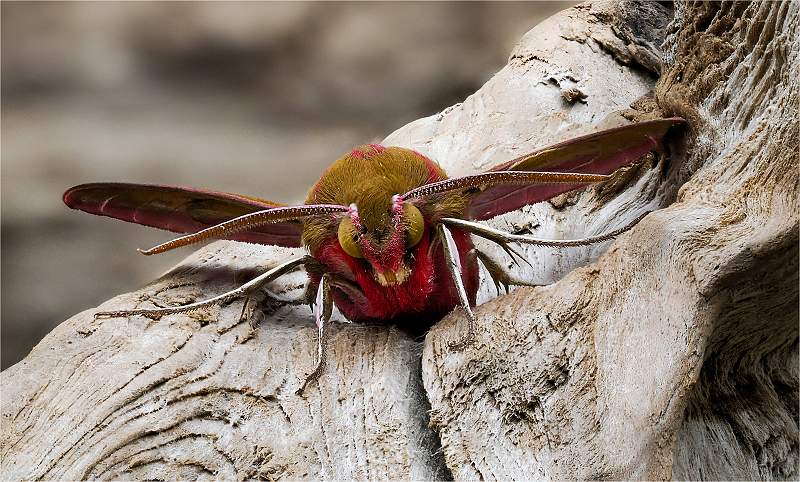 Hawk Moth head on_Julie Browne_Open.jpg - Open