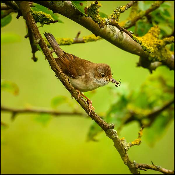 Reed Warbler with Spider_Matt Clarke_Open.jpg - RSPB Minsmere