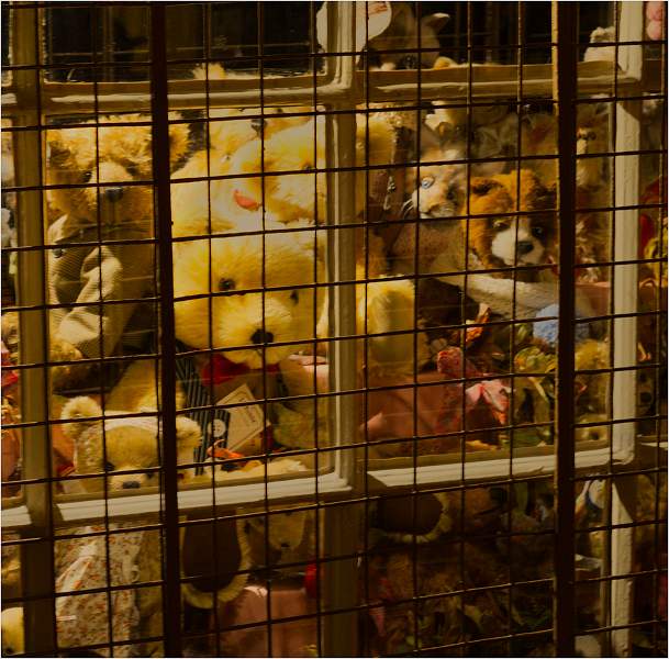 Teddies looking out_nigel jackson_set.jpg