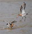 Black Tailed Godwits Fighting_Roger Hance_Open