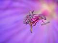 Peter Smith_Geranium_Open