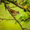 Reed Warbler with Spider_Matt Clarke_Open