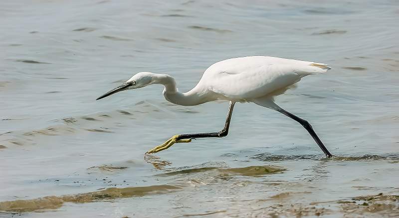 Egret Fishing_Martin Hancock_Set.jpg - Egret Fishing