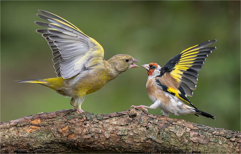 Greenfinch and Goldfinch confrontation-Roger Hance_Open.jpg - 2nd Monthly DPI  -Open