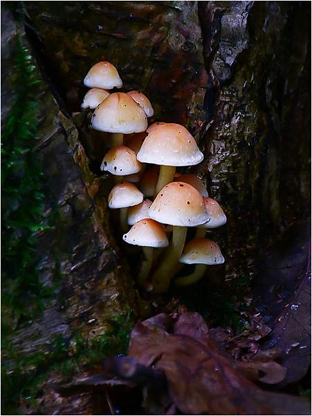 Hypholoma Fasciculare_michael jillings_open.JPG - B open