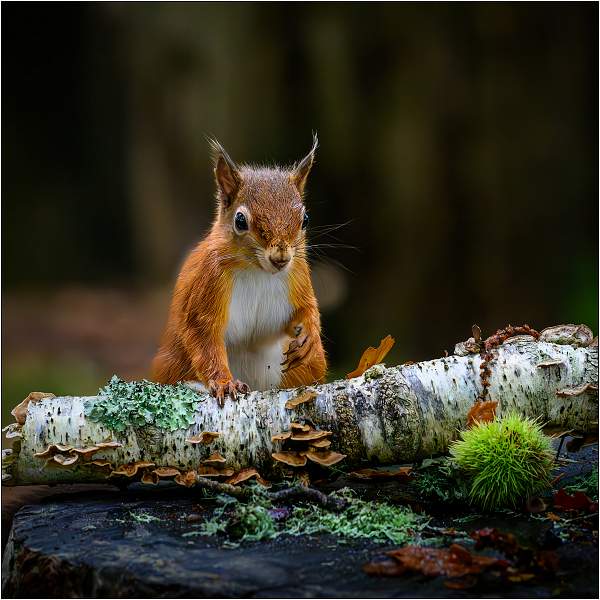 Inquisitive Red Squirrel_Matt Clarke_Open.jpg - Inquisitive Red Squirrel
