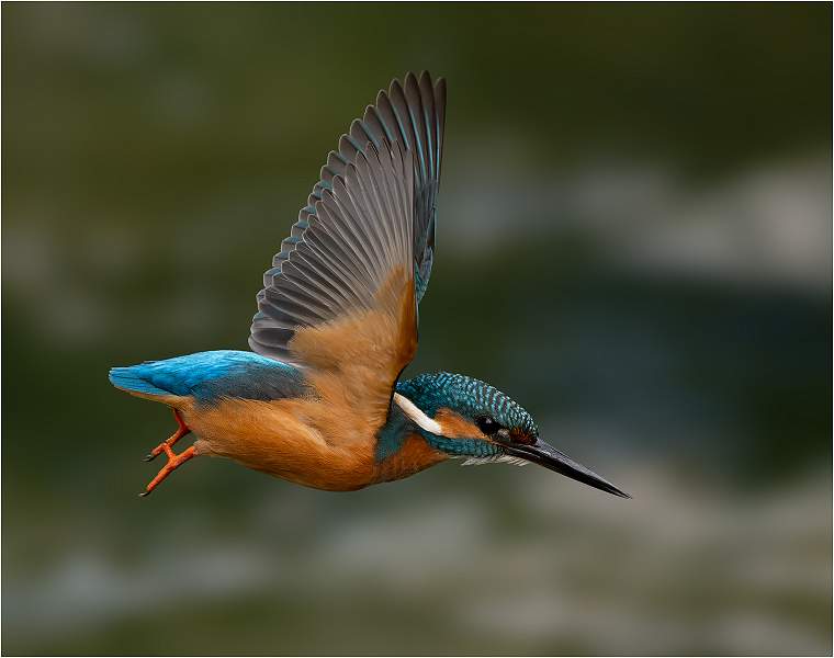 Kingfisher in flight_Julie Browne_Open.jpg - Open