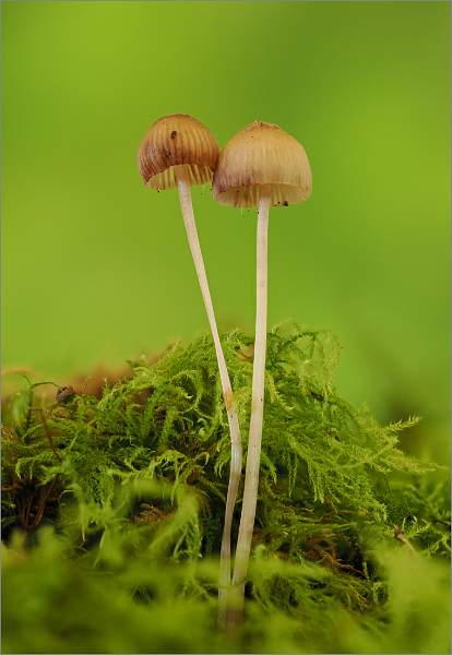 Mini Fungi.jpg - The Shoreline - Open