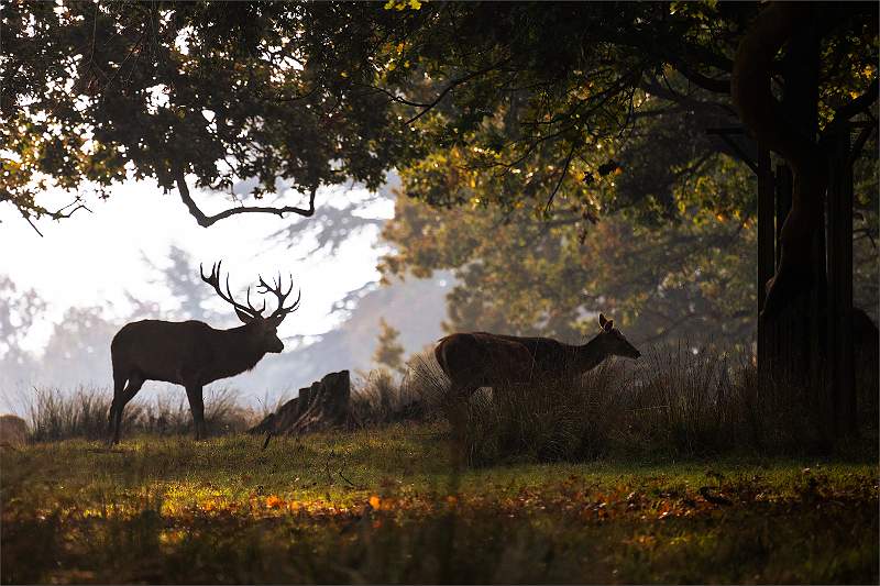 Silhouette_Sarah Potter_Open.jpg - DPI 2 - Open