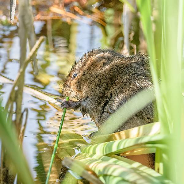 Water Vole Feeding_Stephen Harper_The Shoreline_Open.jpg
