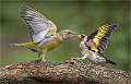 Greenfinch and Goldfinch confrontation-Roger Hance_Open
