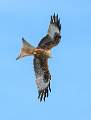 Peter Smith_Red Kite_open