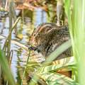 Water Vole Feeding_Stephen Harper_The Shoreline_Open