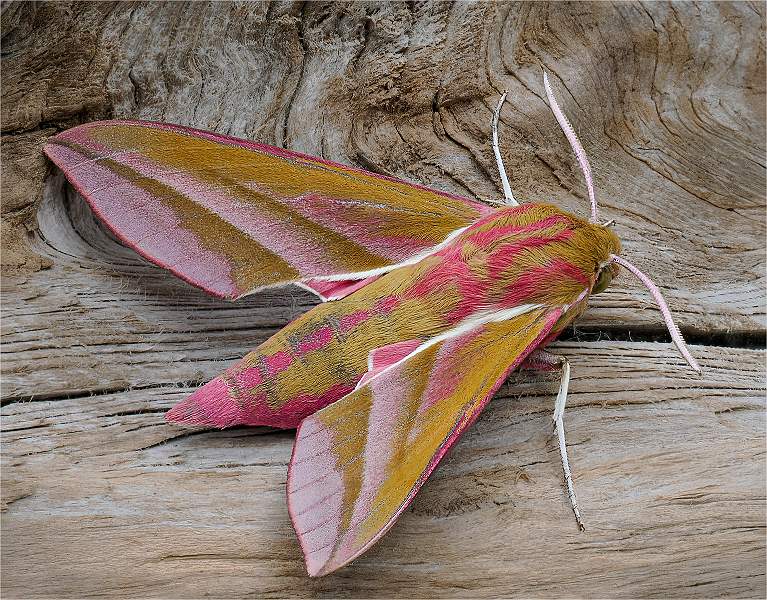 Elephant Hawk Moth_Julie Browne_Open.jpg - Open