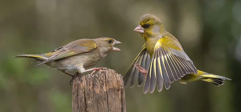 Greenfinch Altercation_Martin Hancock_Open.jpg