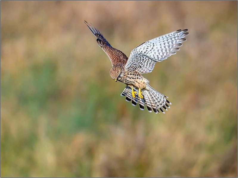 Hovering Female Kestrel_Matt Clarke_Open.jpg - Hovering Female Kestrel