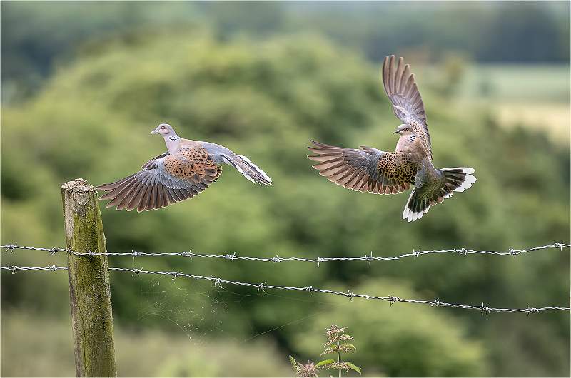 Turtle Doves in Flight_Roger Hance_Open.jpg - 3rd DPI Comp - Open