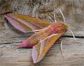 Elephant Hawk Moth_Julie Browne_Open
