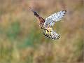 Hovering Female Kestrel_Matt Clarke_Open