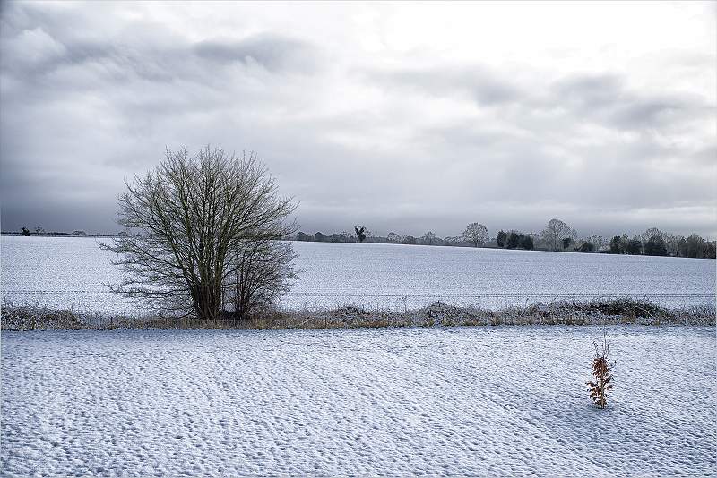 FEBRUARY SNOW_David Ryland_OPEN.jpg - FEBRUARY SNOW
